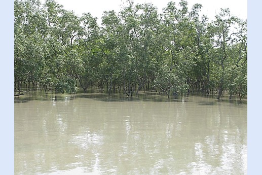 Viaggio in India 2008 - Sunderbans